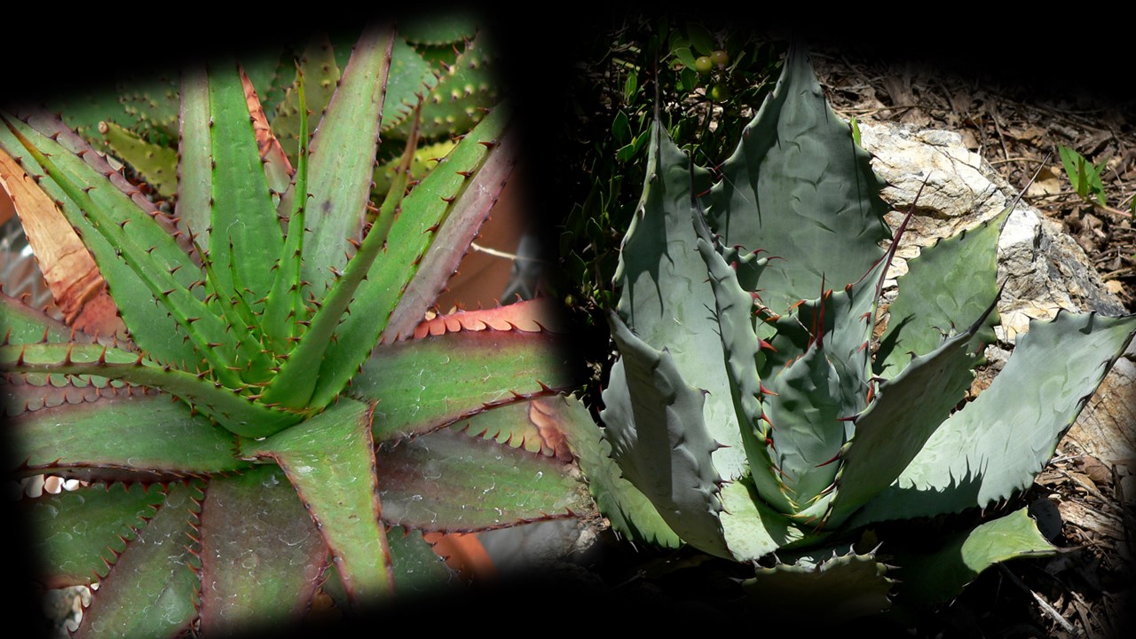 Aloe or Agave? — In Defense of Plants
